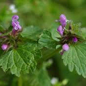 Lamium maculatum GM P9