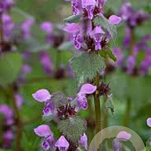 Lamium maculatum GM P9