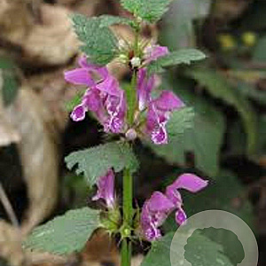 Lamium maculatum GM P9