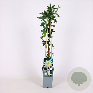 Passiflora caerulea 'Const.Elliott' 70 cm 2,0L
