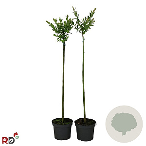 Salix integra 'Hakuro-nishiki' 80 cm stam 5,0L