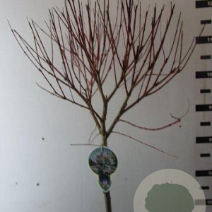 Salix integra 'Hakuro-nishiki' 80 cm stam 5,0L