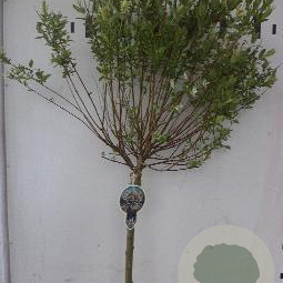 Salix integra 'Hakuro-nishiki' 80 cm stam 5,0L