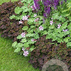 Geranium renardii GM P9