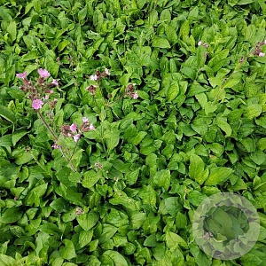 Silene dioica GM P9