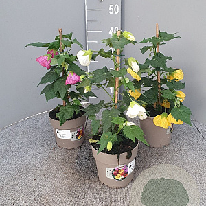 Abutilon hybridum GM P15