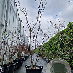 Acer japonicum 'Aconitifolium' 200-250 cm cont. 65L meerstammig