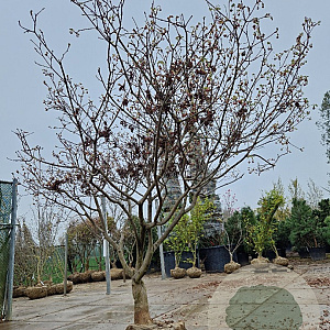 Acer japonicum 'Aconitifolium' 200-250 cm draadkluit meerstammig solitair