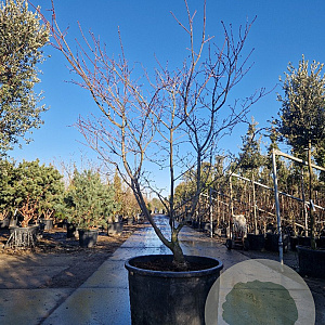 Acer japonicum 'Aconitifolium' 200-250 cm draadkluit meerstammig 140-160 diameter