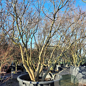 Acer palmatum 250-300 cm container meerstammig Bladkleur