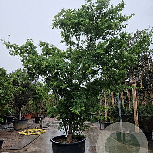 Acer palmatum 300-350 cm container solitair