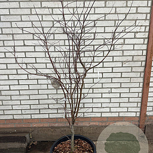 Acer pal. 'Bloodgood' 125-150 cm 30L