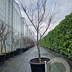 Acer pal. 'Bloodgood' 125-150 cm cont. 65L meerstammig