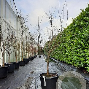 Acer pal. 'Bloodgood' 150-175 cm container 