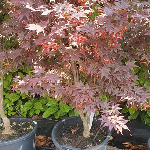 Acer pal. 'Bloodgood' 150-175 cm container 