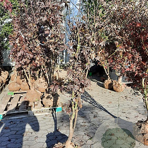 Acer pal. 'Bloodgood' 175-200 cm container meerstammig