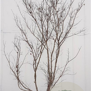 Acer pal. 'Bloodgood' 300-350 cm draadkluit solitair 3-5 tak