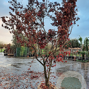 Acer pal. 'Bloodgood' 300-350 cm draadkluit solitair 3-5 tak