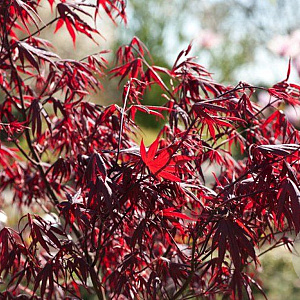 Acer pal. 'Bloodgood' 400-450 cm container meerstammig
