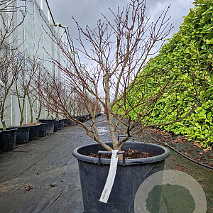 Acer pal. 'Bloodgood' 80-100 cm 6L meerstammig