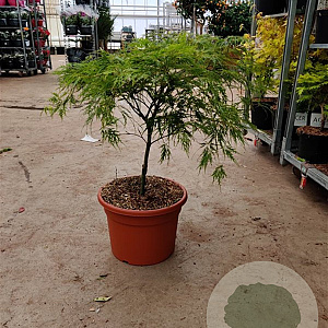 Acer pal. 'Dissectum' 60-80 cm 15L