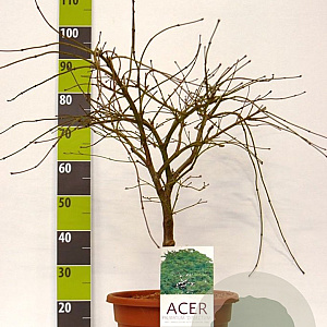 Acer pal. 'Dissectum' 60-80 cm 15L
