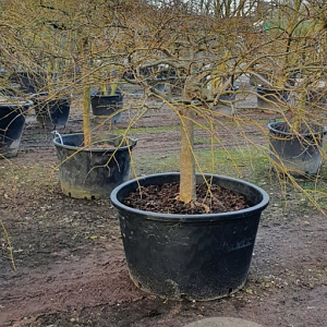 Acer pal. 'Dissectum' 60 cm stam container