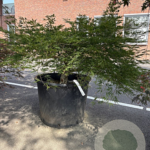 Acer pal. 'Green Globe' 20 cm stam container