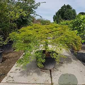 Acer pal. 'Green Lace' 60 cm stam container