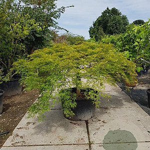 Acer pal. 'Green Lace' 60 cm stam container