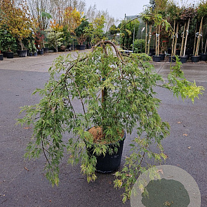 Acer pal. 'Green Lace' 70 cm stam container kroon 80-100