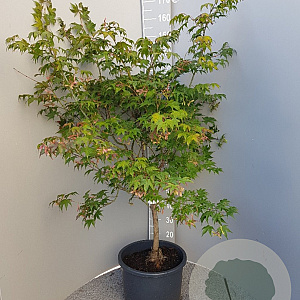 Acer pal. 'Osakazuki' 125-150 cm container 