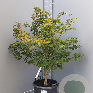 Acer pal. 'Osakazuki' 125-150 cm container 