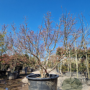 Acer pal. 'Osakazuki' 200-250 cm cont. 500L meerstammig paraplu