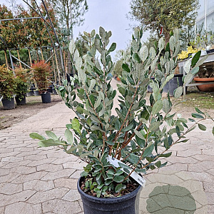 Acca sellowiana 50-60 cm 10L