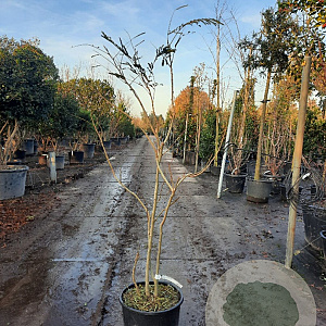 Albizia julibr. Ombrella 125-150 cm 15L