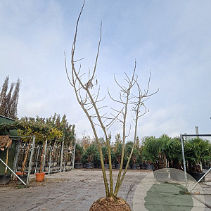 Albizia julibrissin 200-250 cm draadkluit meerstammig 140-160 diameter