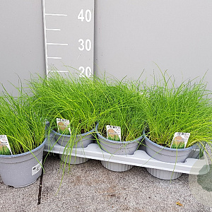 Allium schoenoprasum P14