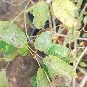 Amelanchier lamarckii 175-200 cm container struik Stam/twijgen
