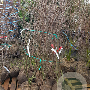 Amelanchier lamarckii 175-200 cm met kluit