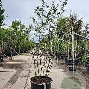 Amelanchier lamarckii 200-250 cm container extra