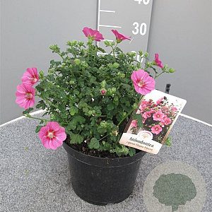 Anisodontea c. Elegans Princess gm 4,0L