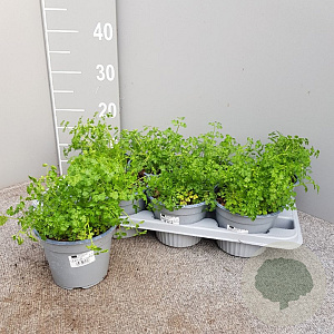 Anthriscus cerefolium P14