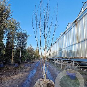 Betula utilis jacquemontii 200-250 cm draadkluit meerstammig 140-160 diameter