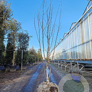 Betula utilis jacquemontii 200-250 cm draadkluit meerstammig 140-160 diameter