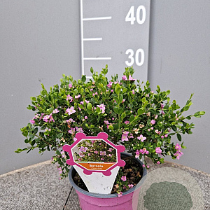 Boronia crenulata P14