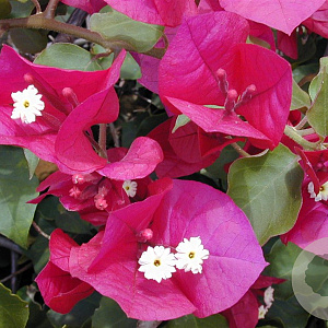 Bougainvillea spectabilis GM P17