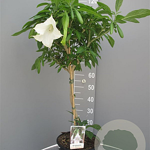 Brugmansia suaveolens 100 cm 10L stam oranje