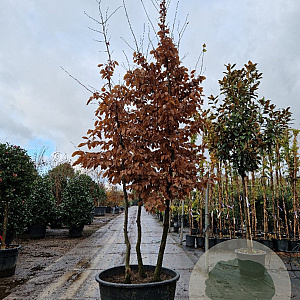 Carpinus betulus 300-350 cm container meerstammig