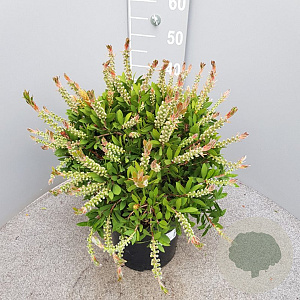 Callistemon citr. 'Splendens' GM C6L